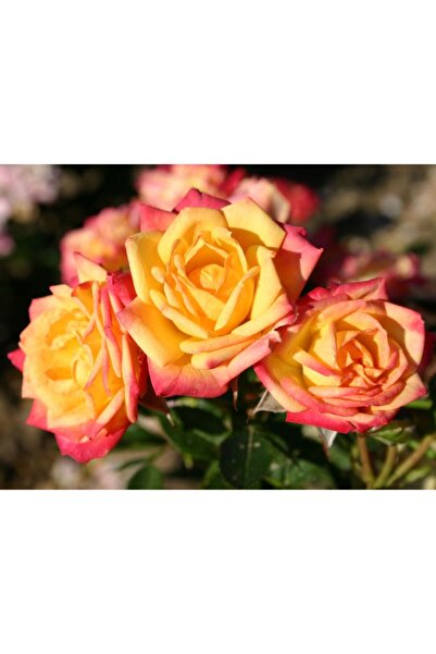 atlas fidan peyzaj Ebruli (2 RENK) Sarmaşık Gül Fidanı (YEDİVEREN - TÜPLÜ) 10...