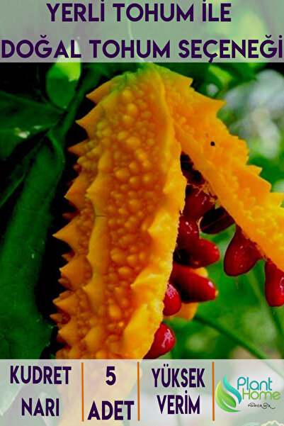 Plant Home Power Mix 5 Adet Kudret Narı Tohumu – Doğal Şifa, Kolay Ekim ve Yü...