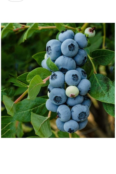 Tube Highly Efficient Brigitta Blueberry Lycapa Sapling 2years