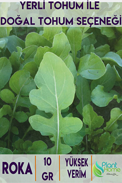 Plant Home Power Mix 10 gr Roka Tohumu – Taze ve Aromatik Yeşillikler İçin Yü...