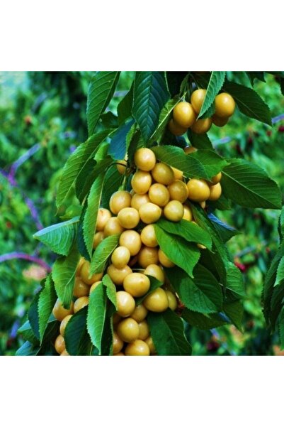atlas fidan peyzaj Stars Gold Beyaz Kiraz Fidanı Aşılı ( Tüplü \ 80-100 Cm )