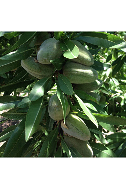 atlas fidan peyzaj Bertina Badem Fidanı Aşılı ( Tüplü \ 80-100 Cm )