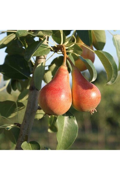 atlas fidan peyzaj Haziran Güzeli Armut Fidanı Aşılı (  Tüplü \ 80-100 Cm )