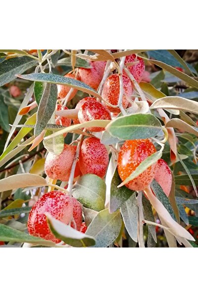 atlas fidan peyzaj Sultani Iri Meyveli Iğde Fidanı Aşılı ( 2 Yaş \ Tüplü \ 70-100 Cm )