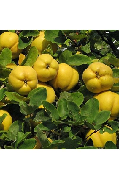 atlas fidan peyzaj Adapazarı Eşme Ayva Fidanı Aşılı ( 2 Yaş \ Tüplü \ 80-100 ...