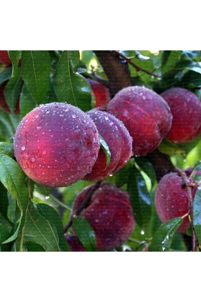 atlas fidan peyzaj Cresthaven Şeftali Fidanı Aşılı ( 2 Yaş \ Tüplü \ 80-100 Cm )