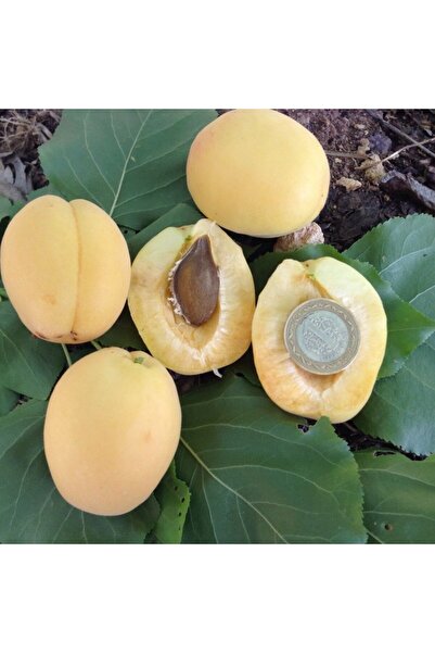 atlas fidan peyzaj Iğdır (şalak) Kayısı Fidanı Aşılı ( 2 Yaş \ Açık Köklü \ 8...