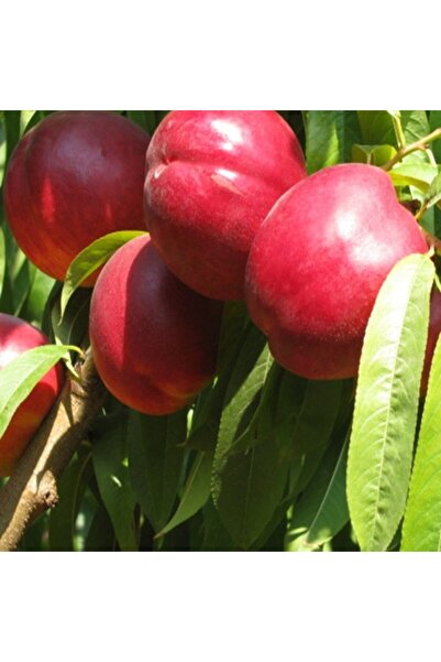 atlas fidan peyzaj Nektarin - Tüysüz Şeftali Fidanı Aşılı ( 2 Yaş \Açık Kök\ ...