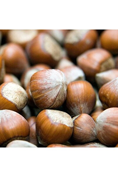 atlas fidan peyzaj Giresun Fındık Fidanı ( Açık Köklü \ 30-50 Cm )