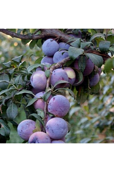 atlas fidan peyzaj Anjelika Erik Fidanı Aşılı ( 2 Yaş \ Açık Köklü \ 80-100 Cm )