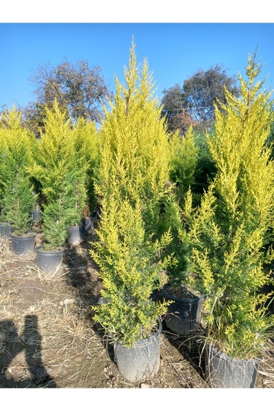 lalaahmetbotanik Büyük Limon Çamı (Limon Selvi), Büyük Saksıda, 150 cm. Boyun...