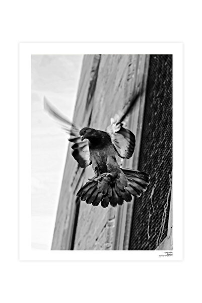 CAPO by Aytaç Yamaç Güvercin Fotoğrafı - Siyah Beyaz Dekoratif Kuş Tablo  - Çerçevesiz Poster By Aytaç Yamaç (30X40)