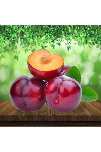 atlas fidan peyzaj Black Splendor Kırmızı Erik Fidanı Aşılı ( 2 Yaş \ Açık Kö...