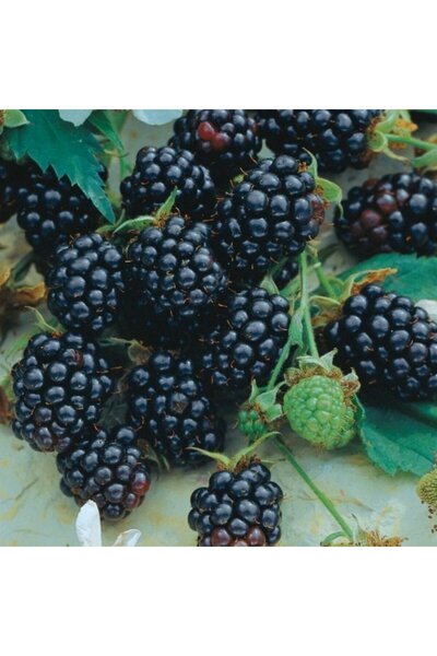 atlas fidan peyzaj Jumbo Böğürtlen Fidanı ( Dikensiz ) 30-40 CM