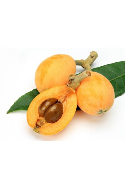 atlas fidan peyzaj Yeni Dünya (MALTA ERİĞİ) Fidanı ( 2 Yaş ) 80-100 Cm