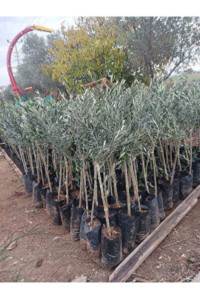 Muzonun bahçesi Gemlik Trilye 1 Yaşında Zeytin Fidanı