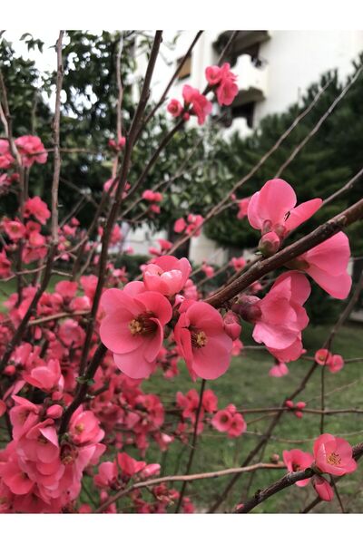 atlas fidan peyzaj Bahar Dalı Fidanı ( Tüplü ) 50-70 Cm