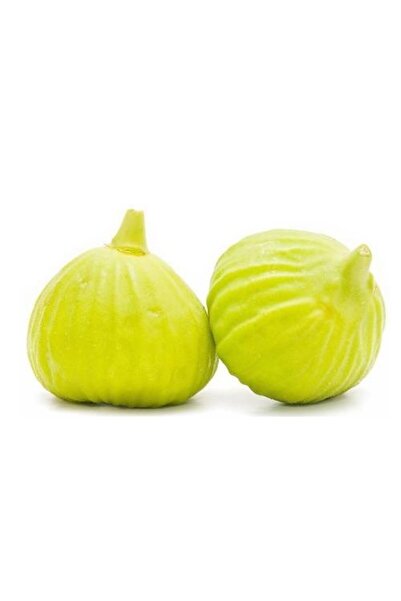 atlas fidan peyzaj Beyaz Incir Beyaz Incir ( Yediveren ) Fidanı \ 50-70 Cm )