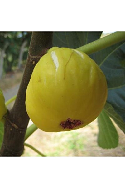 atlas fidan peyzaj Beyaz Incir Beyaz Incir ( Yediveren ) Fidanı \ 50-70 Cm )