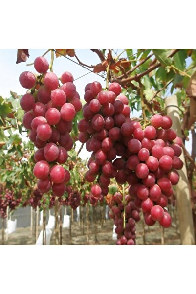 atlas fidan peyzaj Red Globe Üzüm - Asma Fidanı ( 30-50 Cm )