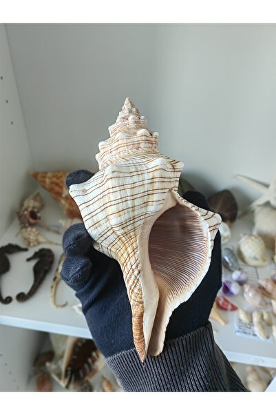 love your shell Pleuroploca Trapezium Deniz Kabuğu - 16-19 cm Dekoratif Biblo...