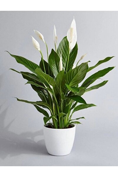 Store Barış Çiçeği Spathiphyllum Yeni Iş Hediyesi, Doğum Günü
