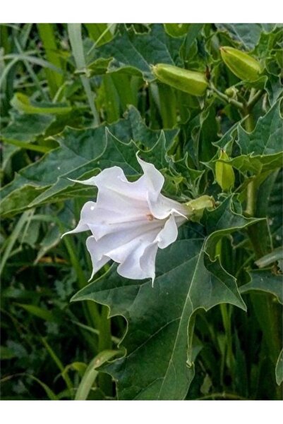 Köy Tohumları 20 Adet Nadir Bulunan Beyaz Boru Çiçeği Tohumu Sürpriz Hediye T...