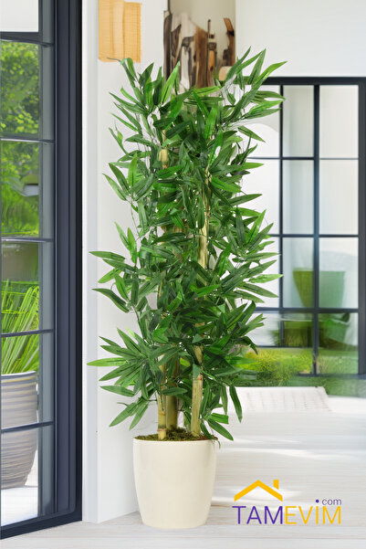 TamEvim Bakım Derdi Yok - Beyaz Saksıda Bambu Ağacı 120cm