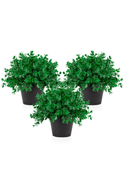 Çiçekmisin 3 Adet Siyah Mini Plastik Saksıda Yoğun Şimşir