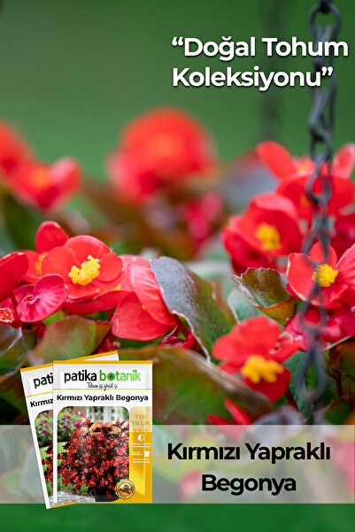 Patika Botanik 20 Adet Kırmızı Yapraklı Begonya Tohumu