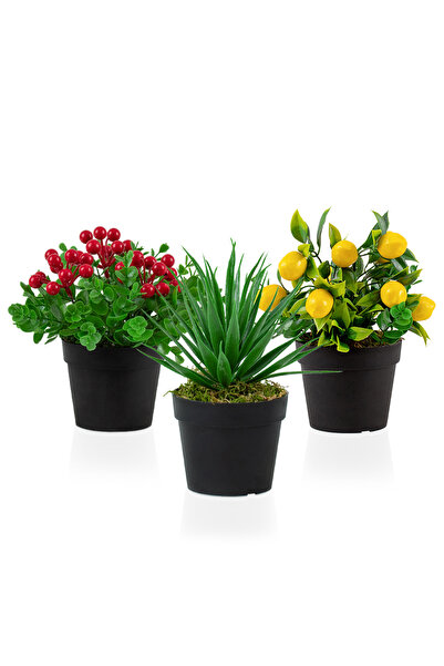Çiçekmisin 3’lü Set Siyah Mini Plastik Saksıda Yapay Kokina, Aloe Vera Ve Lim...