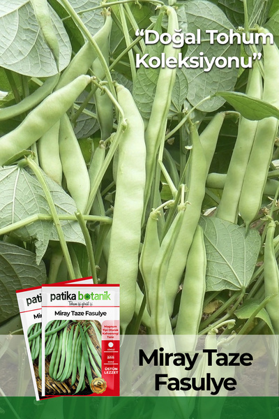 Patika Botanik 50 Adet Miray Fasulye Tohumu