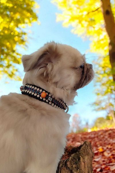 Urz Kids Paracord Leash with Small Breed and Bead Detail