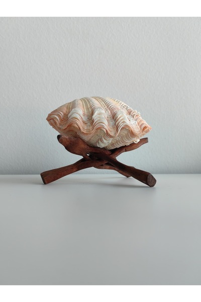 love your shell Ahşap Standlı Tridacnidae Ailesi Çift Kapaklı Deniz Kabuğu - ...