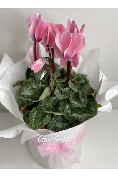 Gardenbox Pembe Renk Sıklamen Çiçeği 1 Adet Kadınlar Günü