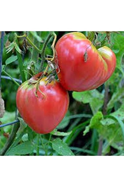 Köy Tohumları 150 Adet Tohum Nadir Organik Taze Hasat Dana Yüreği Domatesi To...