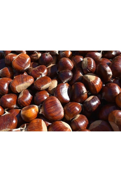 TALAS Kuruyemiş Orta Boy Kestane 1 KG