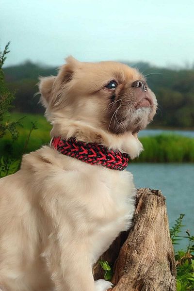 Urz Kids Red Small Breed Leather Paracord Leash