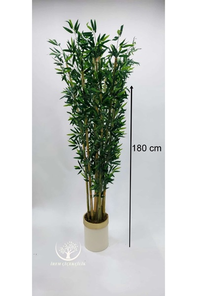 İremÇiçekçilik Krem Gold saksıda 10'lu Bambu - Premium