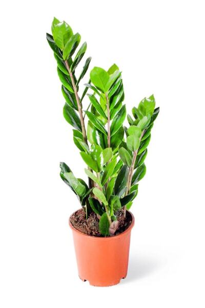 Cemre Garden Zamia Zamioculcas Zamiifolia - Zeze Çiçeği - Ev Ofis Salon Iç Mekan Bitkisi - 40 Cm