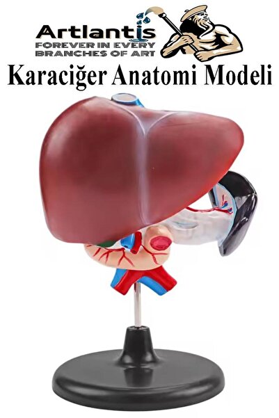 Artlantis Karaciğer Anatomi Modeli 1 Adet Karaciğer Pankreas ve Oniki Parmak ...