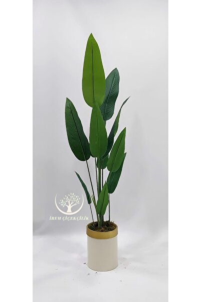 İremÇiçekçilik Krem Gold Darbuka saksıda 12 yapraklı Starliçe - Premium