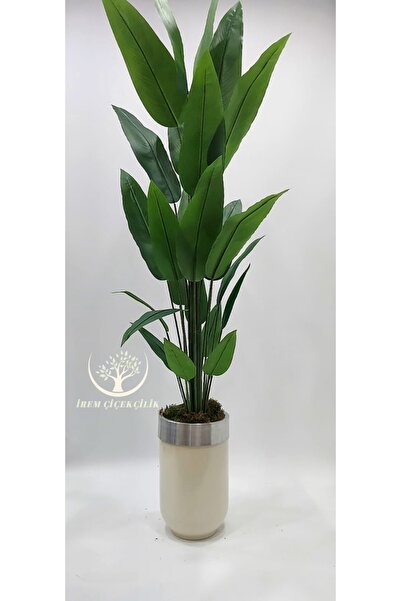 İremÇiçekçilik Krem Gümüş Darbuka saksıda 24 yapraklı Starliçe - Premium