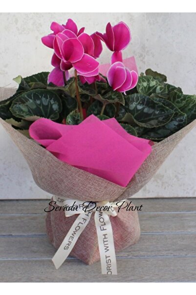 Nura Botanik Hediyelik Özel Gün Çiçeği Pembe Sıklamen Çiçeği Öğretmenler Günü...