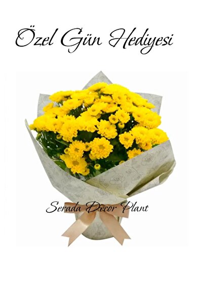 serada decor & plant Hediyelik Öğretmenler Günü Hediyesi Sarı Renk Kasımpatı Çiçeği Hediye Paketli