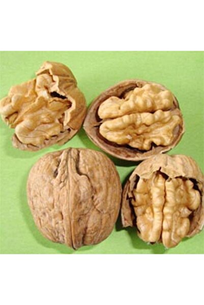 atlas fidan peyzaj Chandler Ceviz Fidanı  Tüplü 40-60 Cm