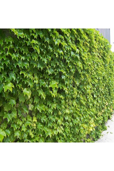 atlas fidan peyzaj Amerikan Sarmaşığı Fidanı ( Tüplü ) 50-80 Cm