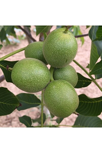 atlas fidan peyzaj Kaman Ceviz Fidanı Aşılı ( Tüplü \ 40-60 Cm )