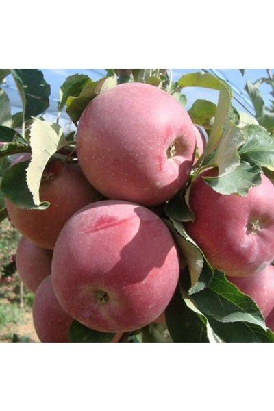 Genel Markalar Bodur Fuji Elma Fidanı Aşılı ( Açık Köklü \ 30-40 Cm )