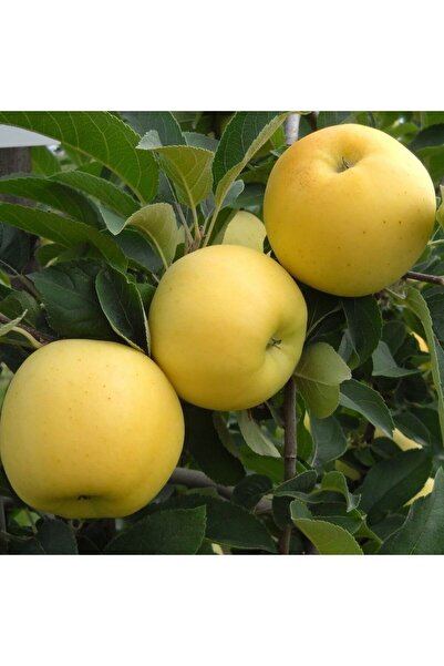 atlas fidan peyzaj Golden Elma Fidanı Aşılı ( Açık Köklü \ 80-100 Cm )